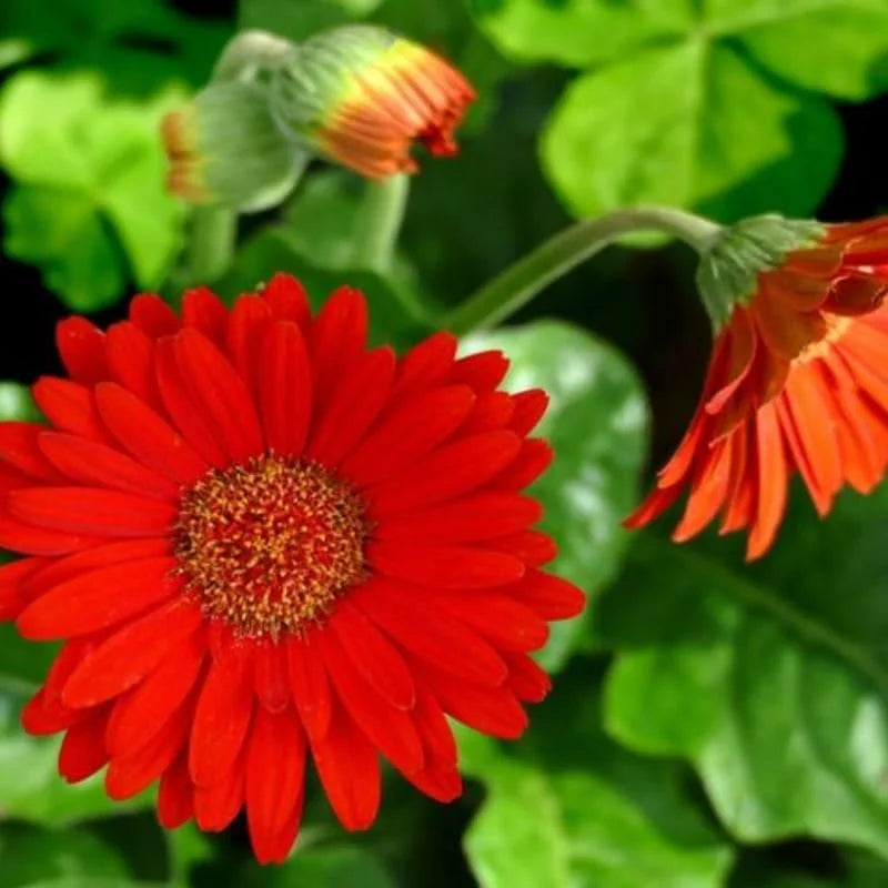 Gerbera Daisies Live Plants - 3 Red Daisy Plants in Pot - Garden Flowers