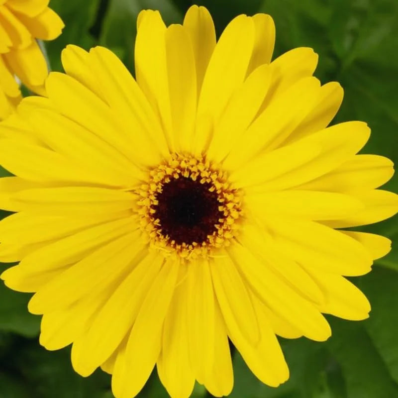 Gerbera Daisies Live Plants - 3 Yellow Daisy Plants for Garden