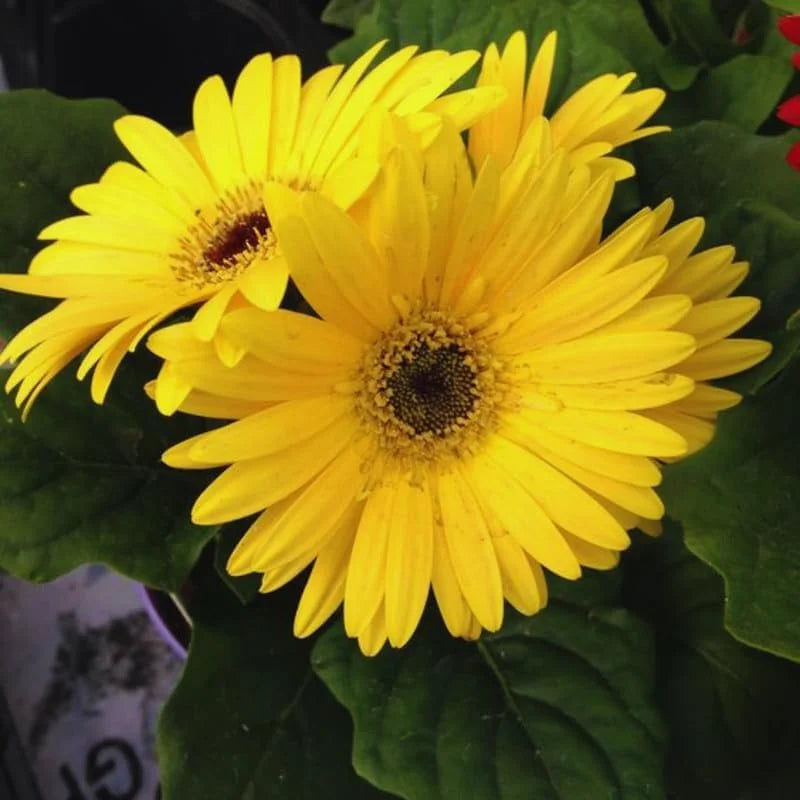 Gerbera Daisies Live Plants - 3 Yellow Daisy Plants for Garden