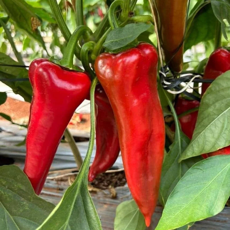 Giant Marconi Pepper Plant - Vegetable Plant - 2.5 Inches Pot