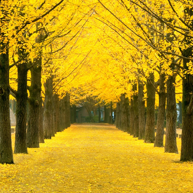 Ginkgo Tree Live Plant - 8 to 12 Inches Tall - Golden Fall Foliage