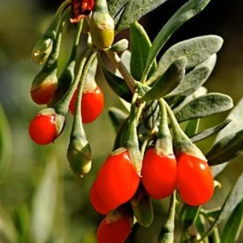 Goji Berry Plant Live - 12-15 Inch Red Goji Berry Tree - Ready to Plant