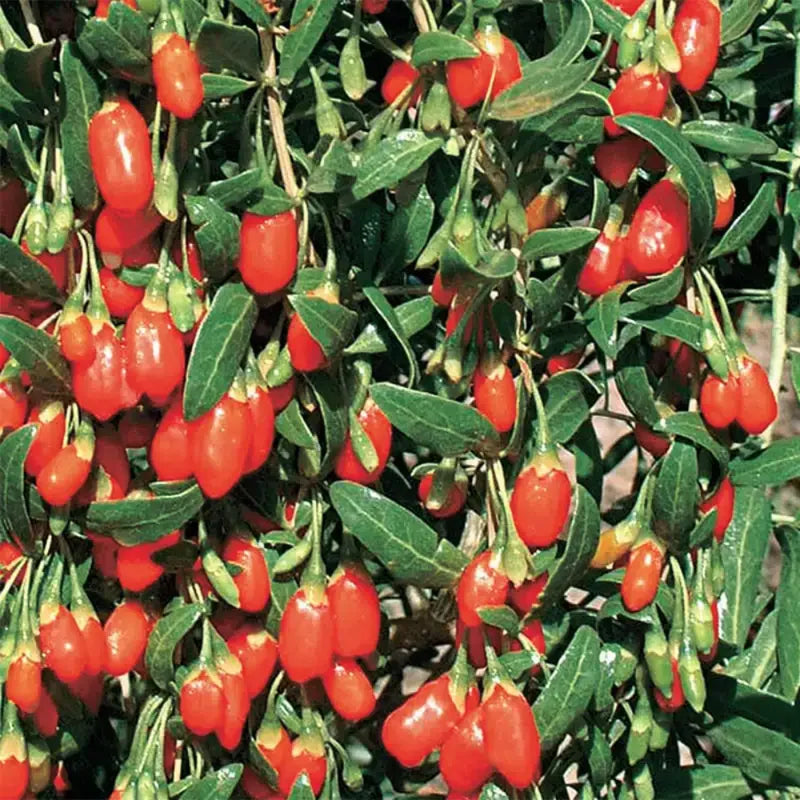 2 Pack Goji Berry Plants Live - Red Goji Berry Bush Shrubs 12-15 Inch Tall for Home Garden