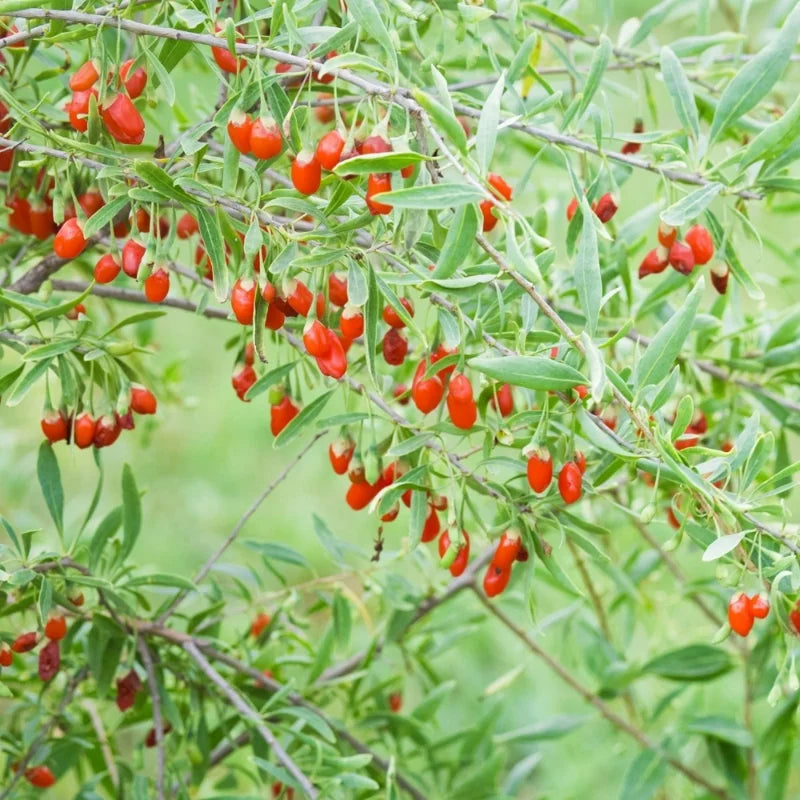 2 Pack Goji Berry Plants Live - Red Goji Berry Bush Shrubs 12-15 Inch Tall for Home Garden