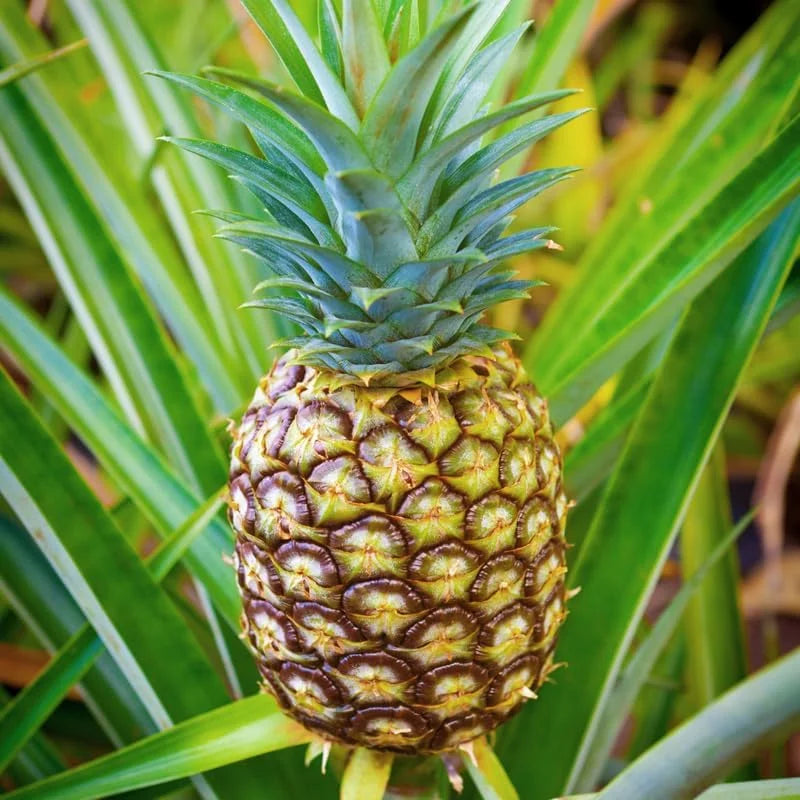 Gold Pineapple Plant Live - 2 Pack - Sweet Fruit Tree Seedling 5-8 Inch