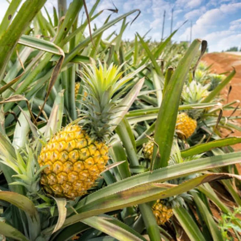 Gold Pineapple Plant Live - Sweet Fruit Tree - 5-8 Inch Ornamental Pineapple