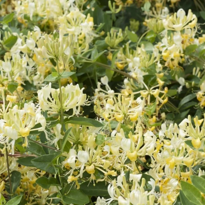 Gold White Honeysuckle Plants Live - Set of 2 Climbing Vines in 2.5 Inch Pots