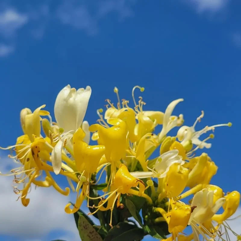 Gold White Honeysuckle Plants Live - Set of 2 Climbing Vines in 2.5 Inch Pots