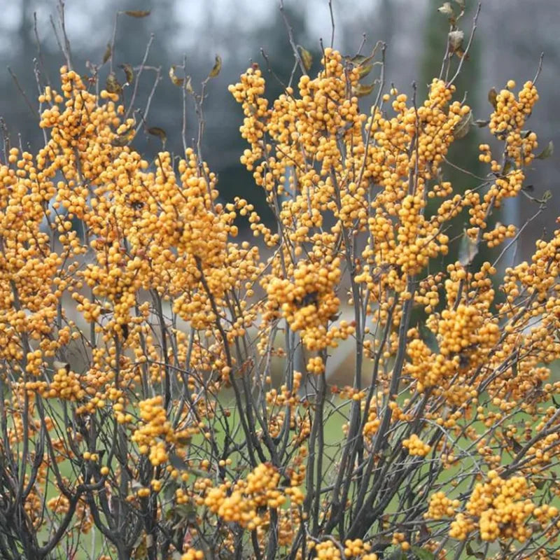 Gold Winterberry Plant, 4 Inch Pot - Holly