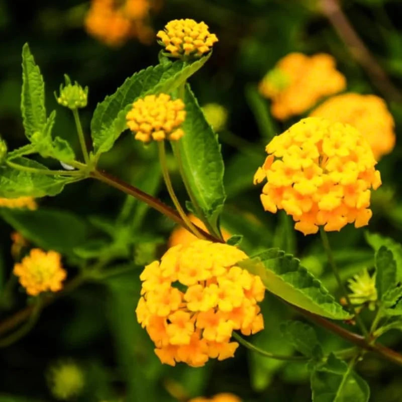 Gold Yellow Lantana Plants - 2 Live Plants - 4 Inch Pots - Butterfly Attracting Flowers