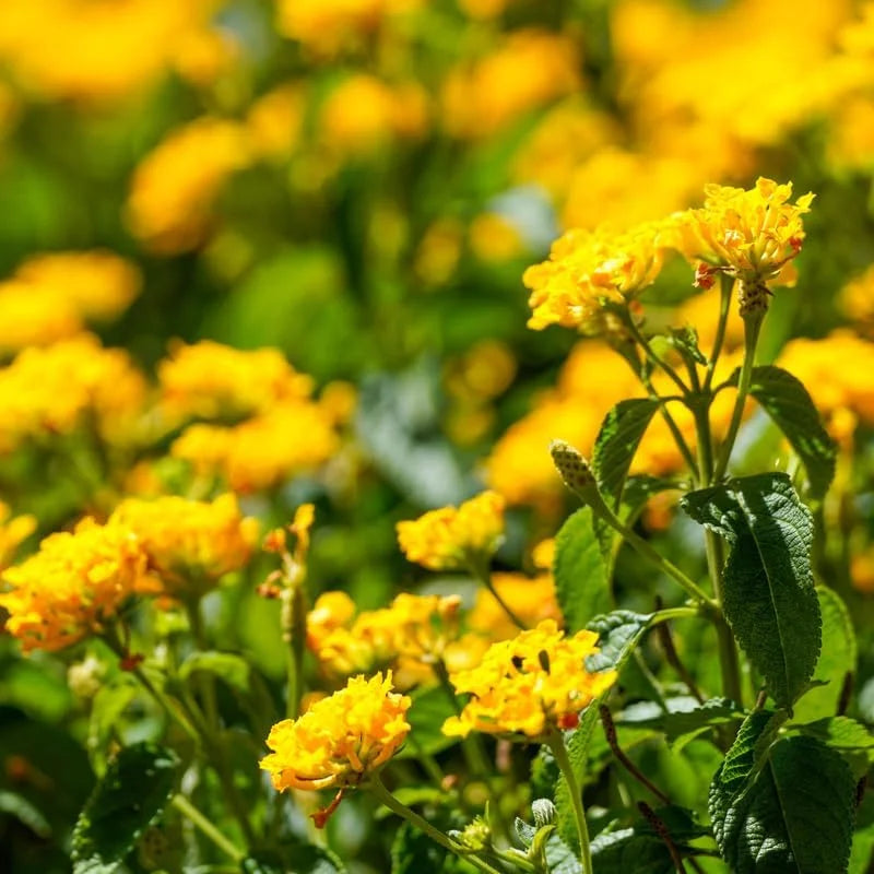 Gold Yellow Lantana Plants - 2 Live Plants - 4 Inch Pots - Butterfly Attracting Flowers