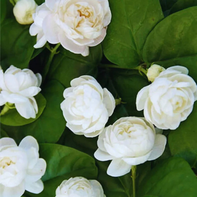 3 Grand Duke Jasmine Plant - Live Arabian Jasmine Vine - 5-8 Inch Starter Plants