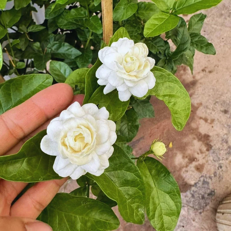 3 Grand Duke Jasmine Plant - Live Arabian Jasmine Vine - 5-8 Inch Starter Plants