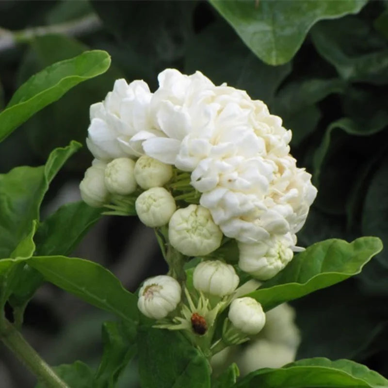 3 Grand Duke Jasmine Plant - Live Arabian Jasmine Vine - 5-8 Inch Starter Plants