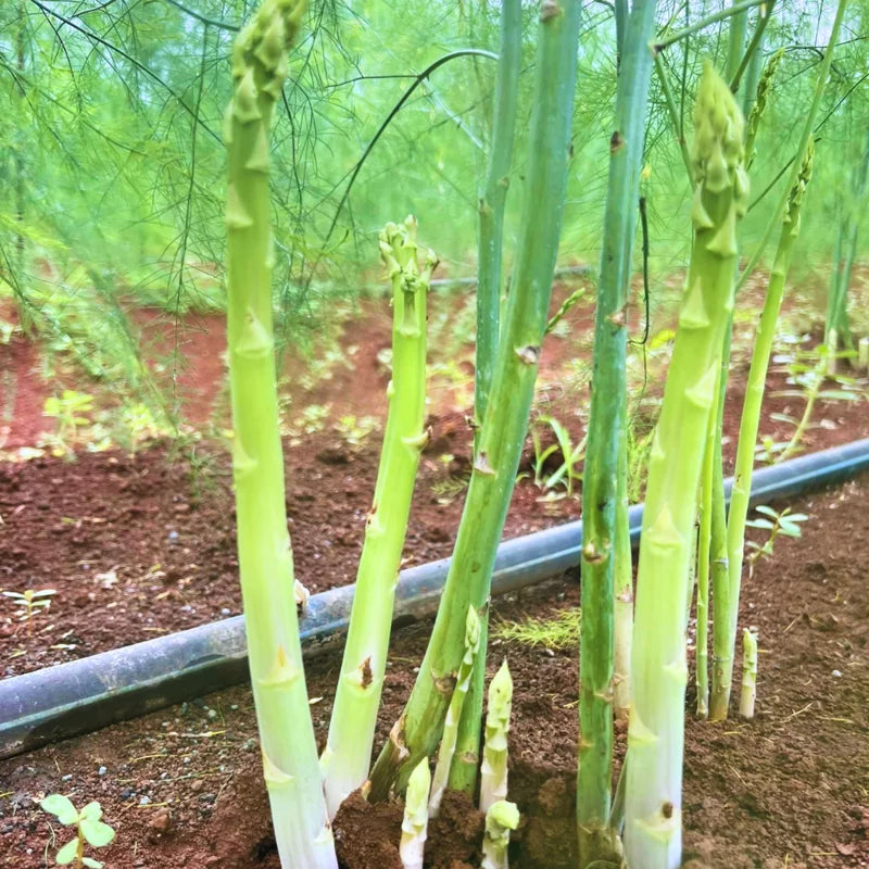 Green Asparagus Plants - 9 Live Bareroot Asparagus Crowns - Vegetable Plants