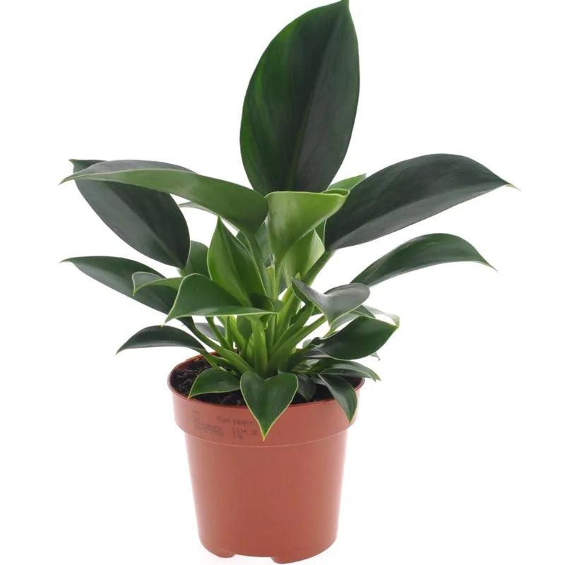 Green Princess Philodendron Plant, 4 Inch Pot