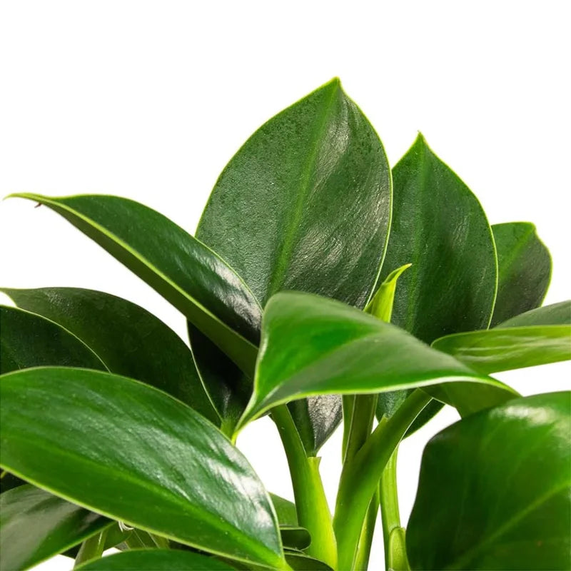Green Princess Philodendron Plant, 4 Inch Pot