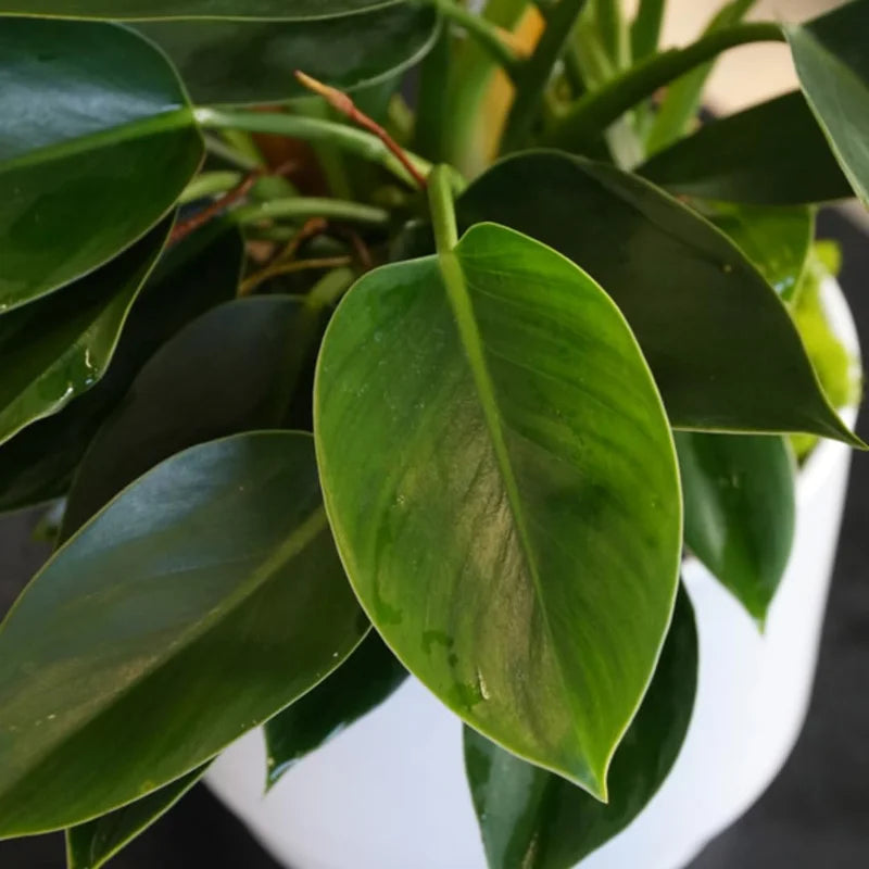 Green Princess Philodendron Plant, 4 Inch Pot