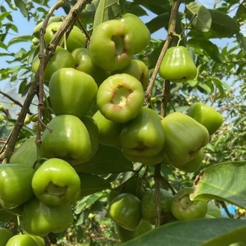 Green Rose Apple Tree 2-3 Feet Tall - Wax Jambu Fruit Tree