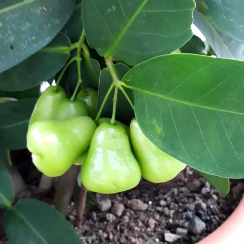 Green Rose Apple Tree 2-3 Feet Tall - Wax Jambu Fruit Tree