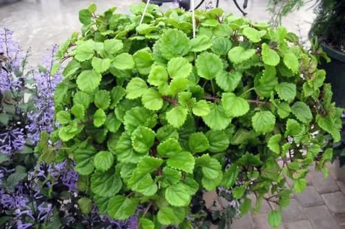 Green Swedish Ivy Plant - Live Potted Seedling - Indoor Houseplant