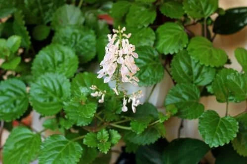 Green Swedish Ivy Plant - Live Potted Seedling - Indoor Houseplant