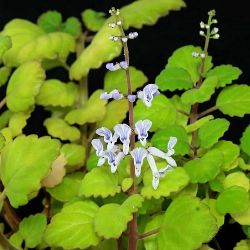 2 Green Swedish Ivy Plants - Live Indoor Starter Plants, Plectranthus Australis, Green Leaf Red Stem