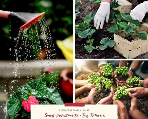 Purple Swedish Ivy Plants - Live Indoor Vine, 4 Inch Pot