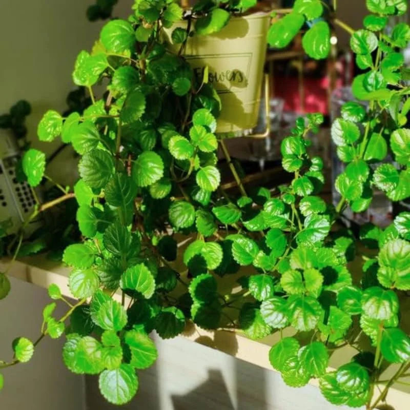 2 Green Swedish Ivy Plants - Live Indoor Starter Plants, Plectranthus Australis, Green Leaf Red Stem