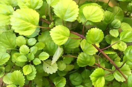 Green Swedish Ivy Plant - Live Potted Seedling - Indoor Houseplant