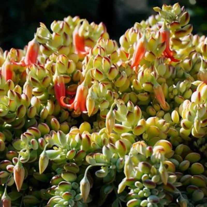 Hanging Cotyledon Pendens Trailing Succulent Live Plant 2 Inch Pot - Cascading Beauty