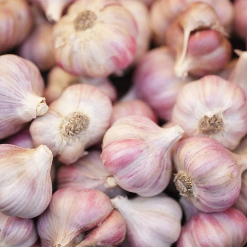 Garlic Bulbs for Planting Pack - High Yield Vegetable Growing