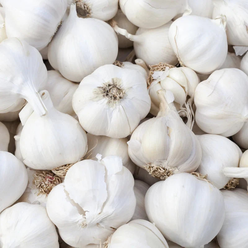 Garlic Bulbs for Planting Pack - High Yield Vegetable Growing