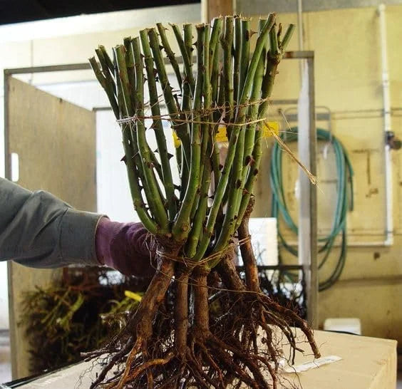 Hardy Red Hibiscus Plant Live - 8-10 Inch Tall Tropical Hibiscus Tree