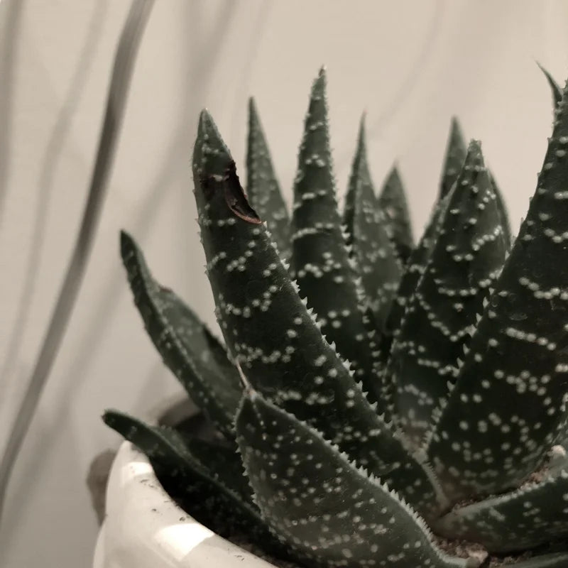 Haworthia Succulent Plant - 2 Inch Live Plant - Indoor/Outdoor - Black Aloe