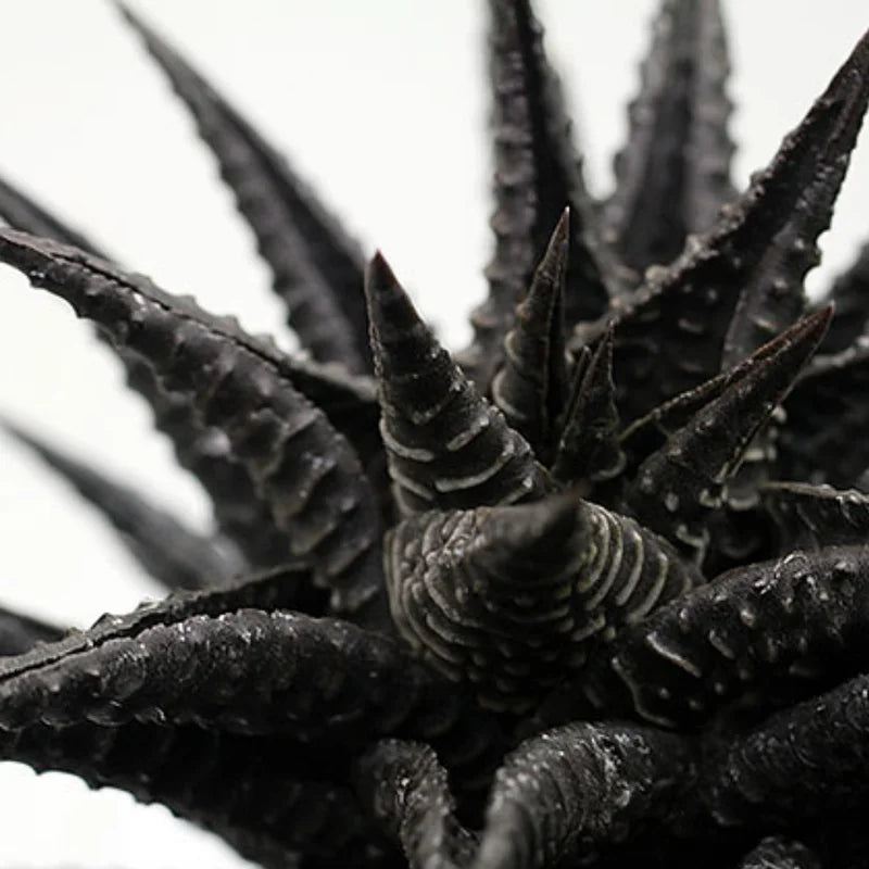 Haworthia Succulent Plant - 2 Inch Live Plant - Indoor/Outdoor - Black Aloe
