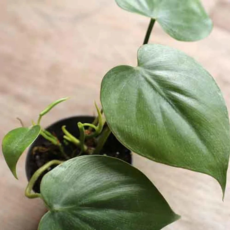 Heart Leaf Philodendron Plant, 3 Inch Pot