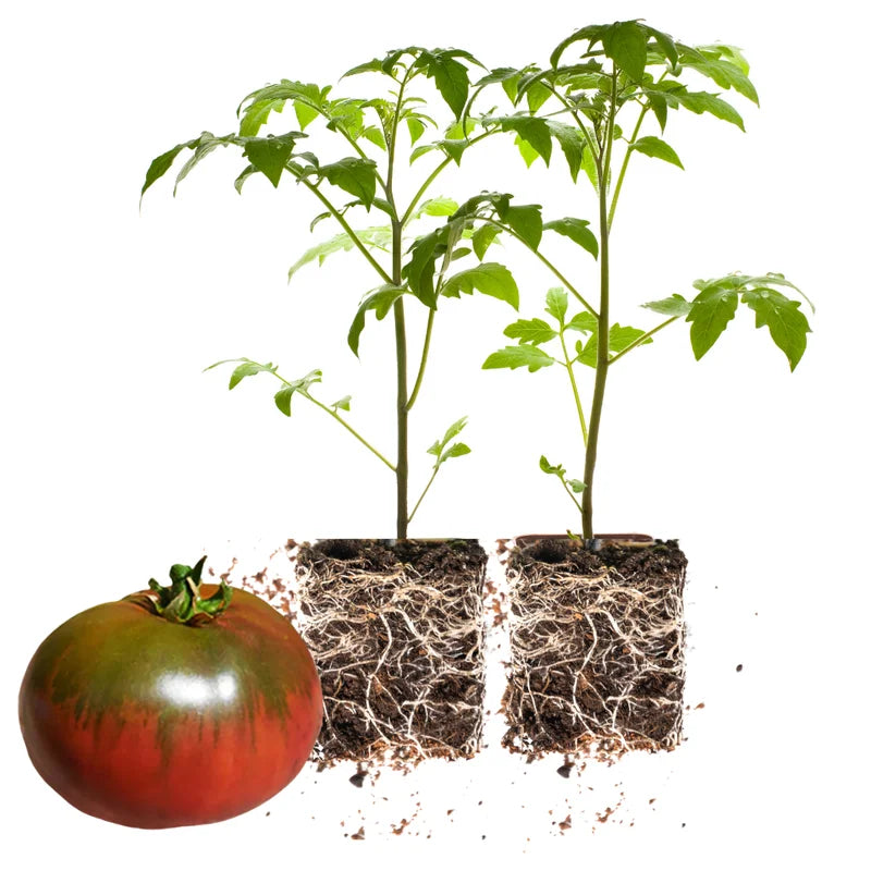 Heirloom Tomato Plants Live - Set of 2 Bareroots 4-6"- Ready to Plant Outdoors