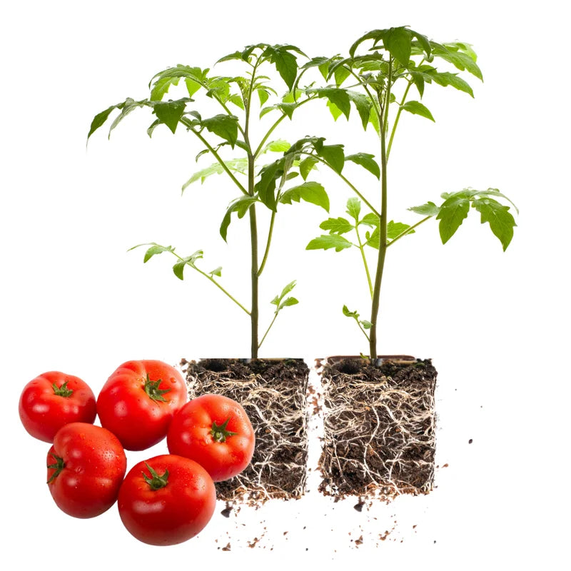 Heirloom Tomato Plants Live - Set of 2 Bareroots 4-6"- Ready to Plant Outdoors
