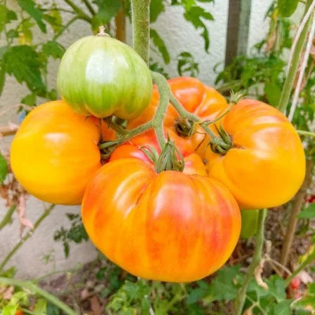 Heirloom Tomato Plants - Set of 2 Live Plants 6-10 Inches for Garden - No ship CA