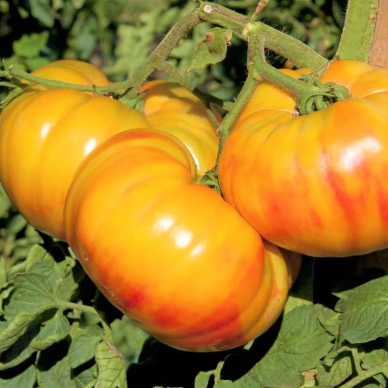 Heirloom Tomato Plants - Set of 2 Live Plants 6-10 Inches for Garden - No ship CA
