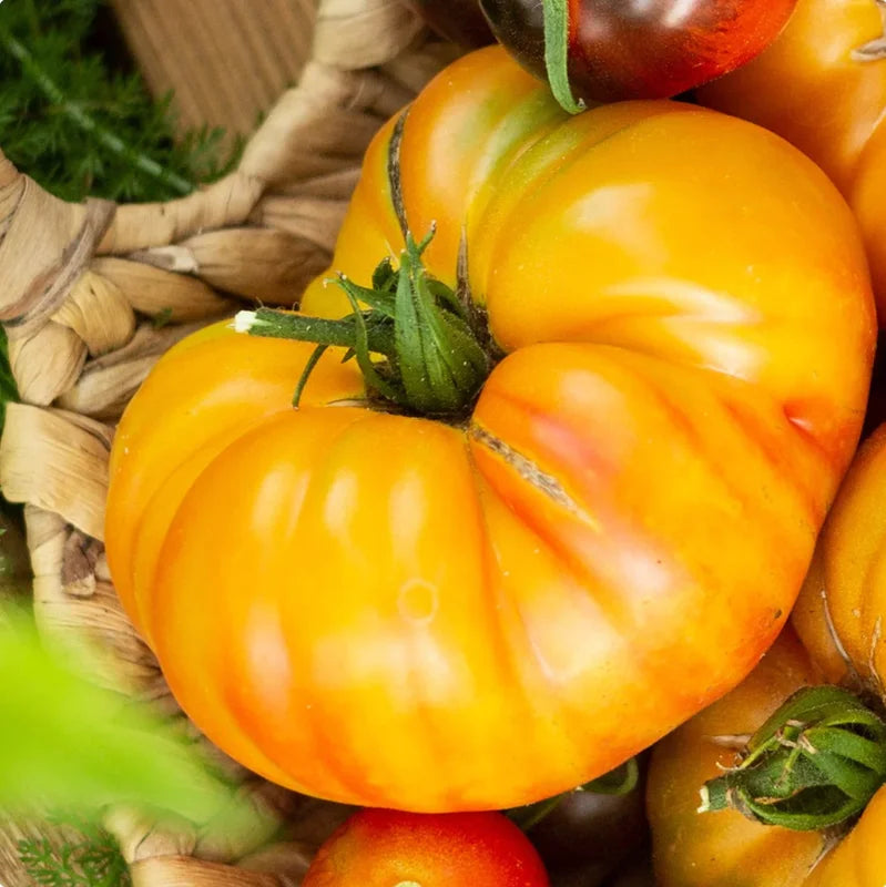 Heirloom Tomato Plants - Set of 2 Live Plants 6-10 Inches for Garden - No ship CA