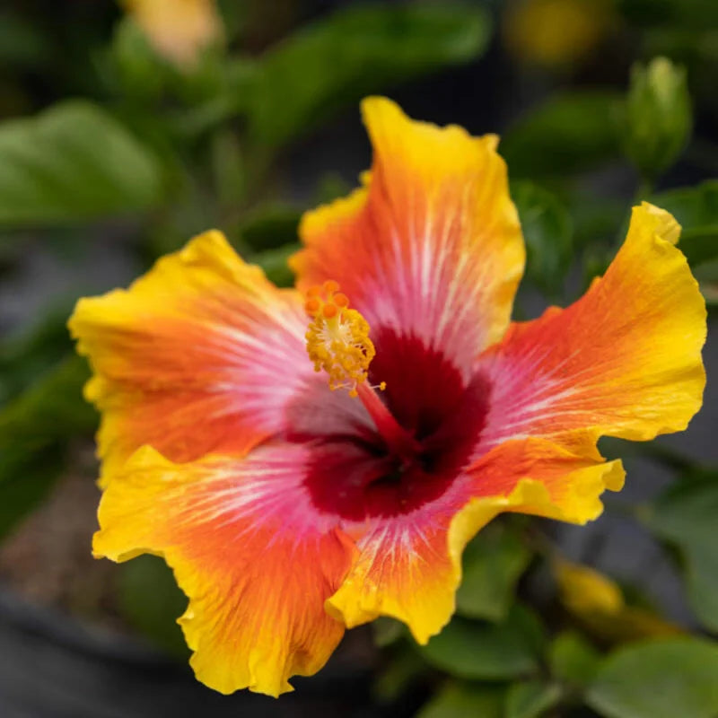 2 Pack Hibiscus Live Plants - Clump 8-12 Inch Hardy Flowering Shrub