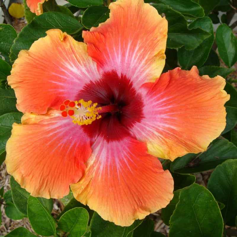 2 Pack Hibiscus Live Plants - Clump 8-12 Inch Hardy Flowering Shrub