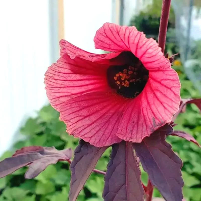 Hibiscus Plants Live, 2 Cranberry &amp; Pink, 4-6 Inch, Outdoor/Indoor Flowers