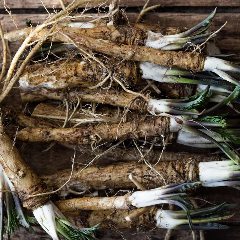 Horseradish Crowns - 2 Live Root Plants - Perennial for Gardening
