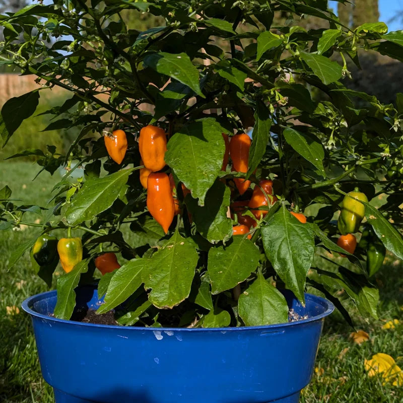Hot Habanero Pepper Plant 4 Inch Pot Vegetable Plant