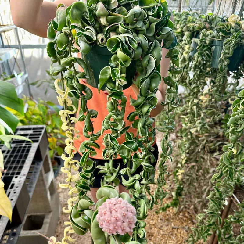 Hoya Hindu Rope Plant - 4 Inch Pot - Live Houseplant - Air Purifier