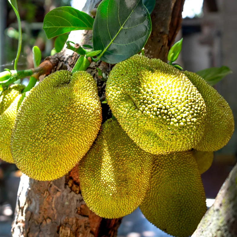 Jackfruit Plant Live Sweet Jackfruit Tree 8-12 Inches Tall