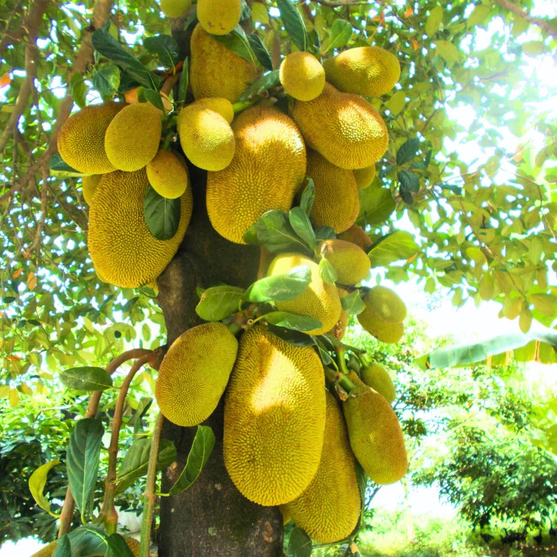 Jackfruit Plant Live Sweet Jackfruit Tree 8-12 Inches Tall